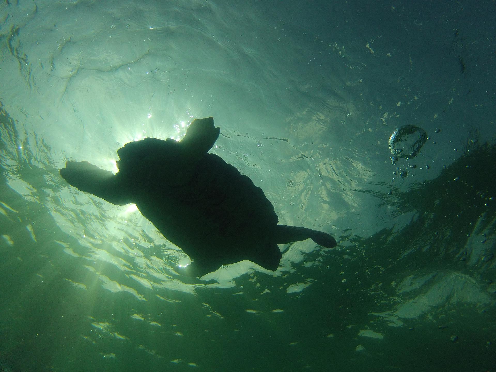 השפעת פסולת פלסטיק בים על צבי ים