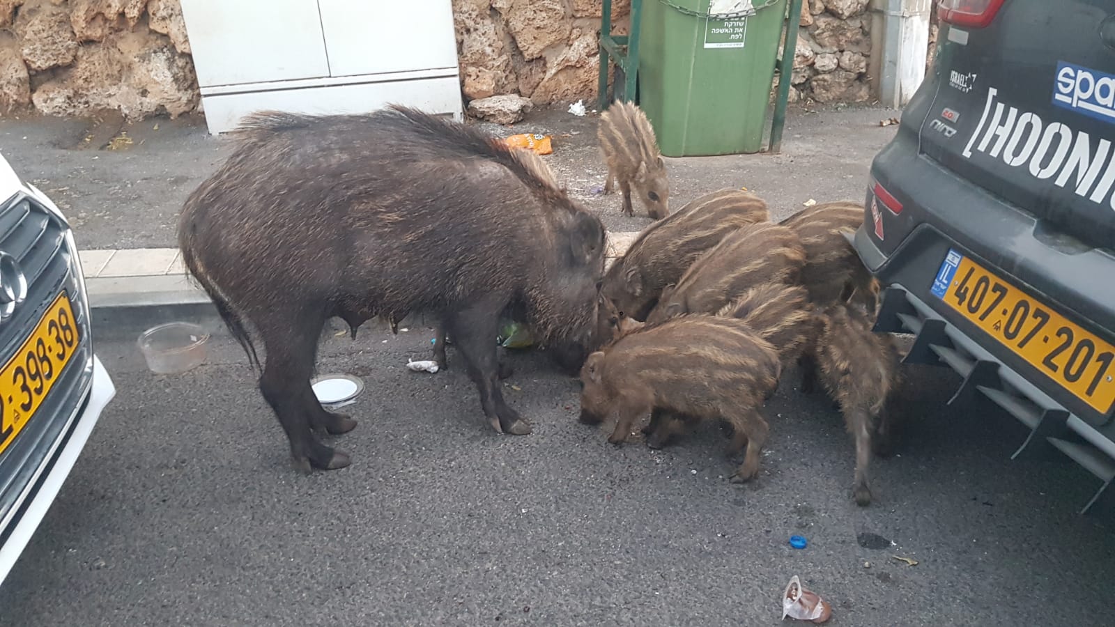 צמצום קונפליקט עם חזירי הבר בחיפה
